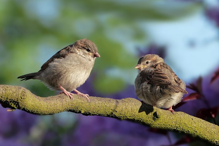 Tajniki świata ptaków - odkryj fascynujący świat ornitologii