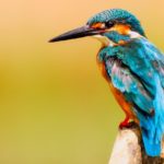 Tajniki świata ptaków – odkryj fascynujący świat ornitologii