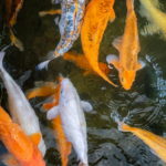 Ochrona karpi koi przed drapieżnikami: Jak zabezpieczyć staw przed czaplą, kotem i wydrą?